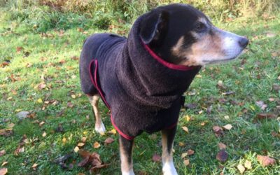 Brauchen Hunde Bademäntel?