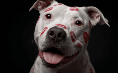 Aus der Nase, aus dem Sinn!? – Warum läufige Hündinnen an die Leine gehören … ein Plädoyer