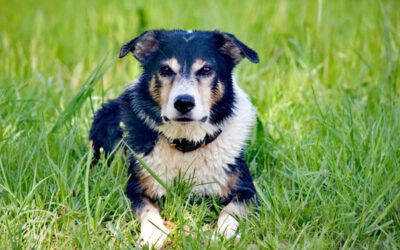 „Das Tier manipuliert“ oder „Können Hunde Simulanten sein?“