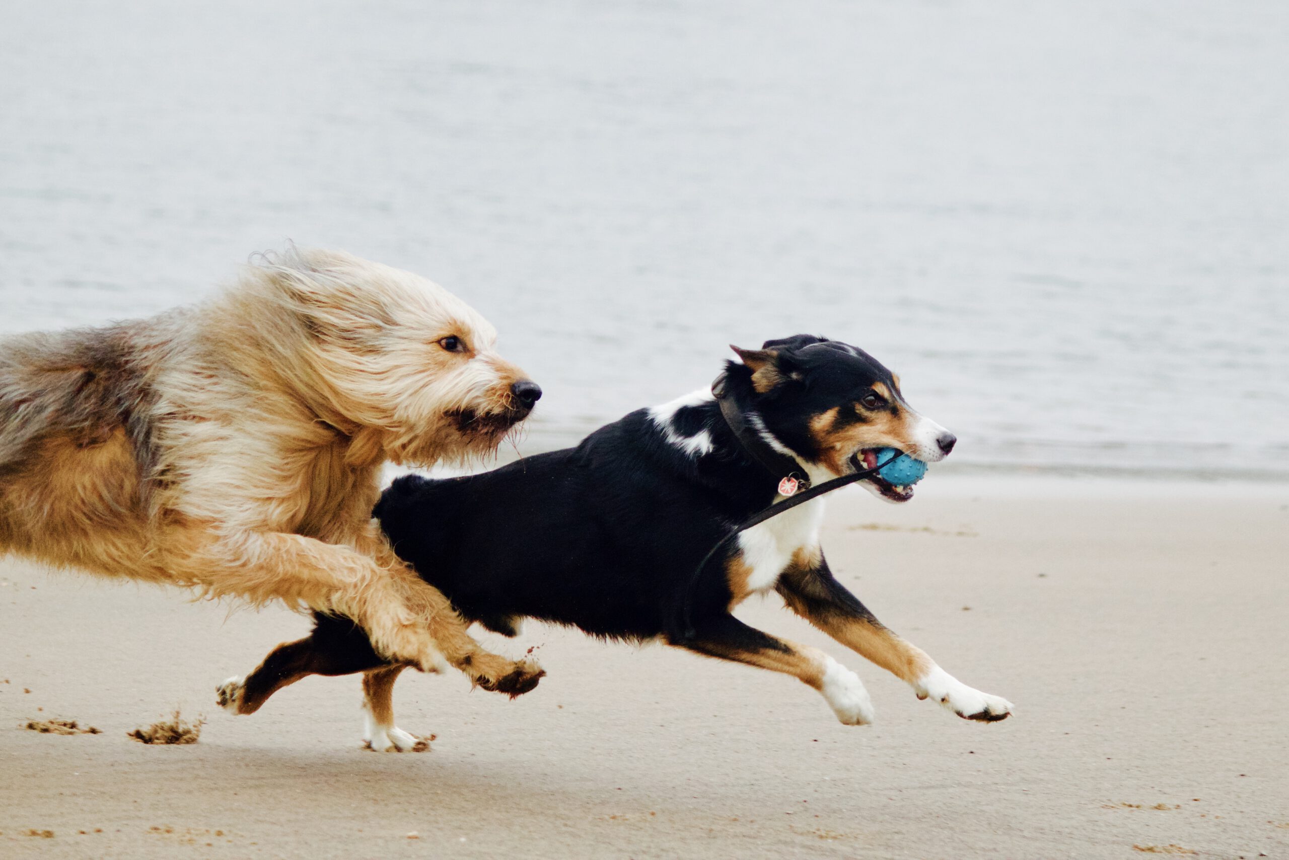 Voltaire und William, Inkens Hunde in der Schweiz